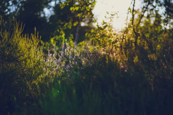 Lavendel Levendige Roze Heide Calluna Vulgaris Bloeit Buiten Prachtige Botanische — Stockfoto