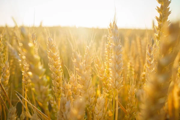 Sunset wheat golden field in the evening. Growth nature harvest. Agriculture farm.