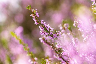 Mor pembe kenevir (Calluna vulgaris). Manzara bitkisi fundalığı. Renkli geleneksel Ekim Avrupa çiçeği. seçici odak