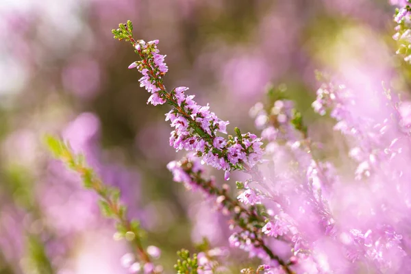 Фіолетово Рожевий Загальний Вітер Calluna Vulgaris Ландшафтний Рослинний Вітер Барвиста — стокове фото