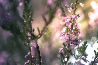 Mor pembe kenevir (Calluna vulgaris). Manzara bitkisi fundalığı. Renkli geleneksel Ekim Avrupa çiçeği. seçici odak