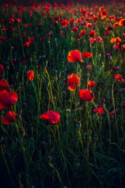 Red Poppy Blooming Field Red Poppy Flowers Oil Seed Rape — Stock Photo, Image