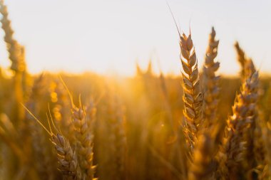 Akşamları günbatımı altın tarlası. Büyüyen doğa hasadı. Tarım çiftliği.