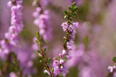 Mor pembe kenevir (Calluna vulgaris). Manzara bitkisi fundalığı. Renkli geleneksel Ekim Avrupa çiçeği. seçici odak