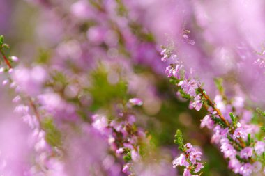 Güneşli bir günde, ormanın ortasında açan güzel pembe fundalık. Uzun saplı küçük mor çiçekler. Çiçek açmak, bahçıvanlık. Yeşil bulanık arka planda Calluna vulgaris. Çiçekçi konsepti.