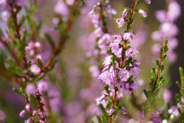 Mor pembe kenevir (Calluna vulgaris). Manzara bitkisi fundalığı. Renkli geleneksel Ekim Avrupa çiçeği. seçici odak