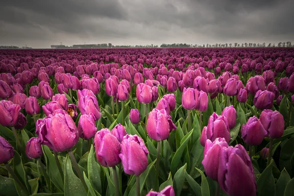 Beau bouquet de tulipes. tulipes colorées. tulipes au printemps — Photo