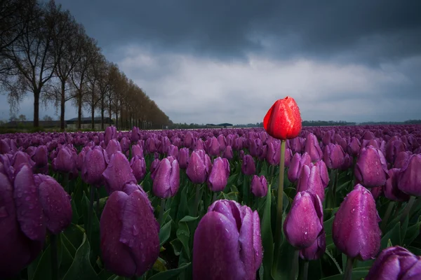 Beautiful bouquet of tulips. colorful tulips. tulips in spring — Stock Photo, Image