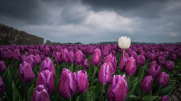 Beautiful bouquet of tulips. colorful tulips. tulips in spring — Stock Photo, Image