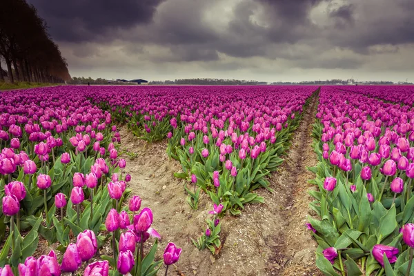 Beau bouquet de tulipes. tulipes colorées. tulipes au printemps — Photo