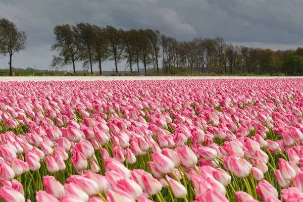 Hermoso ramo de tulipanes. tulipanes coloridos. tulipanes en primavera s — Foto de Stock