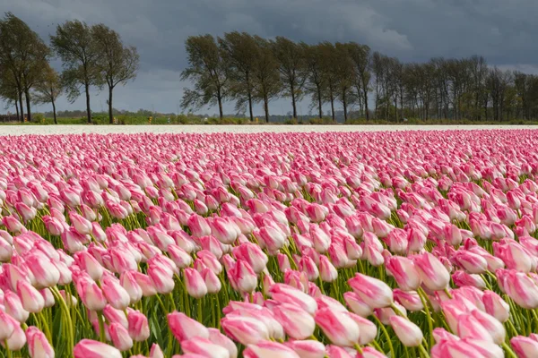 Beau bouquet de tulipes. tulipes colorées. tulipes au printemps — Photo