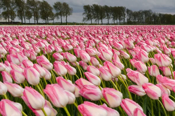 Hermoso ramo de tulipanes. tulipanes coloridos. tulipanes en primavera s — Foto de Stock