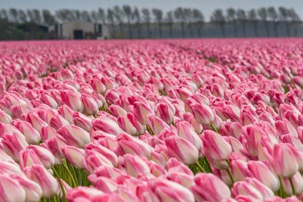 Hermoso ramo de tulipanes. tulipanes coloridos. tulipanes en primavera s — Foto de Stock