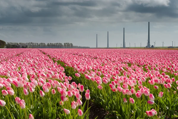 Bellissimo bouquet di tulipani. tulipani colorati. tulipani in primavera s — Foto Stock