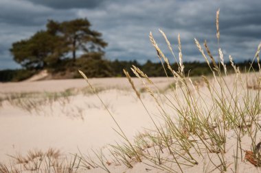 Ve kum düz bir Hollandalı na kum tepelerine ile üzerinde gri hairgrass