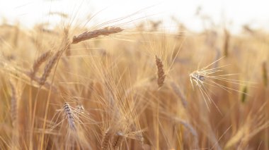 Buğday Sundawn yaz sonunda olgun alanları