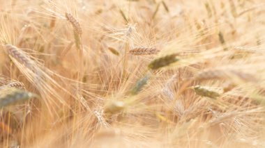 Buğday Sundawn yaz sonunda olgun alanları