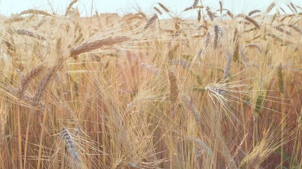 Dojrzałe pola pszenicy na koniec lata w Sundawn — Zdjęcie stockowe