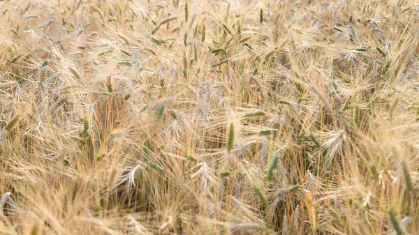 Champs de blé mûrs à la fin de l'été à l'aube — Photo