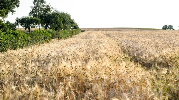 A búza Sundawn a nyár végén érett mezők — Stock Fotó