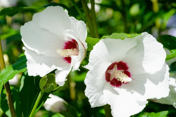 White Hibiscus, rosa-chinensis flowers, — Stock Photo, Image