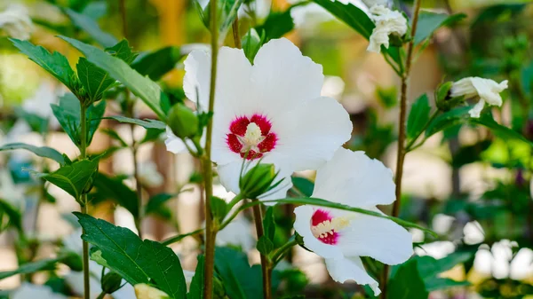 White Hibiscus, rosa-chinensis flowers, — Stock Photo, Image