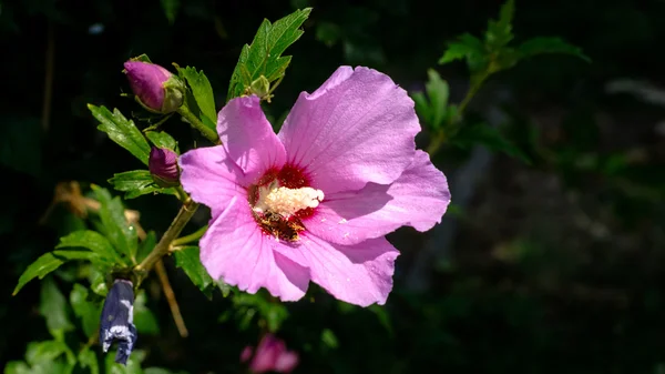 Pink Hibiscus, rosa-chinensis flowers, — Stock Photo, Image