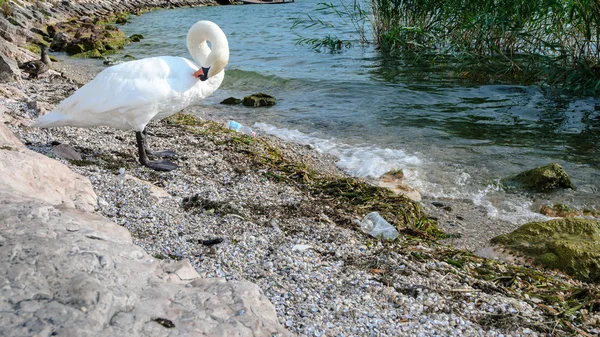 Белый лебедь на берегу озера Гарда , — стоковое фото