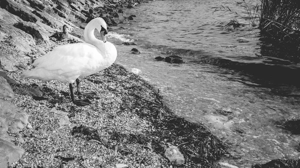 Белый лебедь на берегу озера Гарда , — стоковое фото