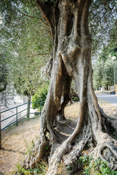 Trunk of old olive tree with passage — Stock Photo, Image