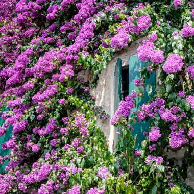 Bougainvillea çiçek sirmione garda Gölü İtalya, 