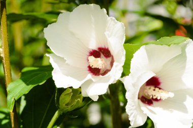 Beyaz Hibiscus rosa-chinensis çiçekler, 