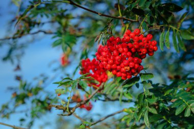 Bir dalda rowan üzümü 