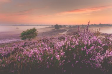 Çiçekli heather, Hollandalı heath yatay üzerinde gündoğumu
