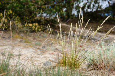 Ve kum düz bir Hollandalı na kum tepelerine ile üzerinde gri hairgrass