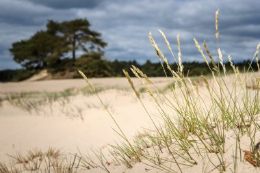 Tufts of gray hairgrass on a Sand Plain with Dunes in a Dutch na clipart