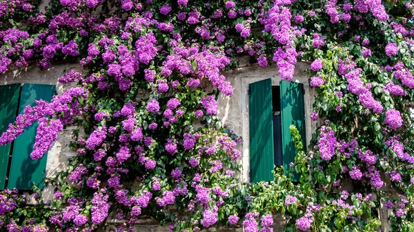 Popínavé květy v italské jezero garda sirmione, — Stock fotografie