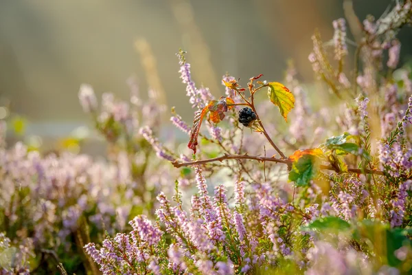 Zweig mit schwarzen reifen Brombeeren — Stockfoto