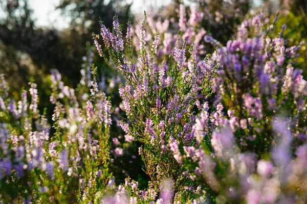 Purple heather in the field — Stock Photo, Image