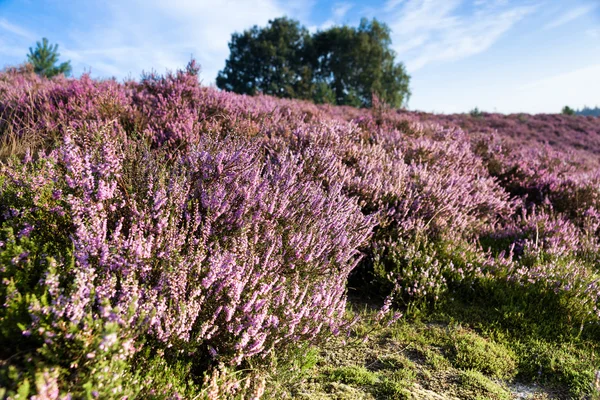 Bruyère violette dans le champ — Photo