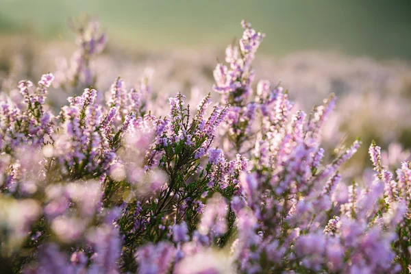 Mor heather alanında