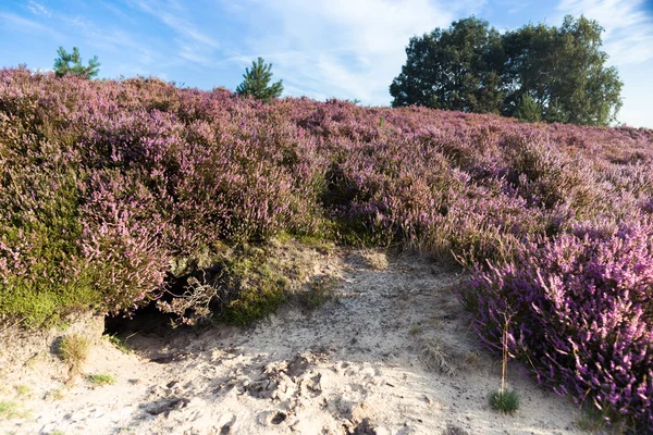 Bruyère violette dans le champ — Photo