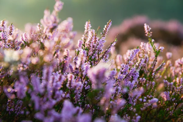 Purple heather in the field — Stock Photo, Image