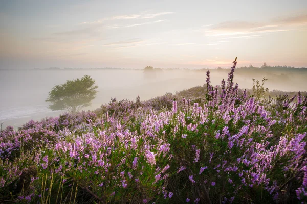 Romantyczny wschód w wrzosowiska Holendrzy natura — Zdjęcie stockowe