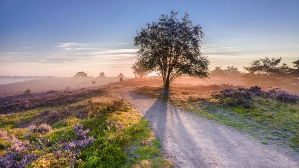 Solstrålarna kommer bakom trädet — Stockfoto