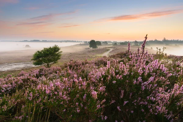 Romantiska soluppgång i en holländsk natur moorland — Stockfoto