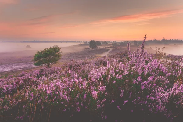 Nascer do sol sobre a paisagem de saúde holandesa com urze florescente — Fotografia de Stock