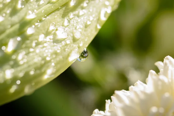 Brotes verdes de lilium con gotas de lluvia — Foto de Stock