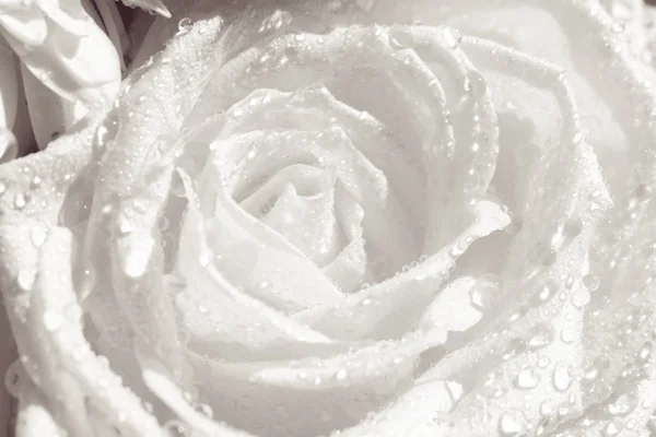 Detalhes de uma flor branca com gotas de água close-up — Fotografia de Stock